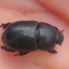 Heteronychus arator at Bicentennial Park - 26 Feb 2024