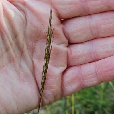 Bothriochloa macra (Red Grass, Red-leg Grass) at The Pinnacle - 24 Feb 2024 by sangio7