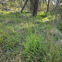 Bothriochloa macra at The Pinnacle - 24 Feb 2024 09:34 AM