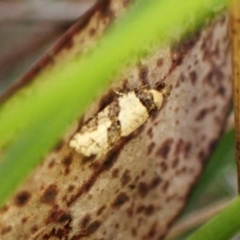 Clarana clarana (A Tortricid moth) at Cook, ACT - 19 Feb 2024 by CathB