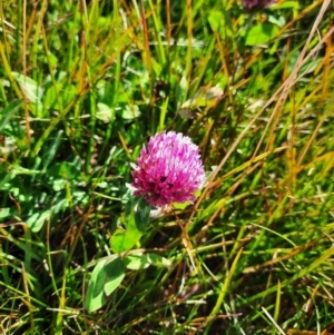 Trifolium pratense at Kosciuszko National Park - 25 Feb 2024 10:24 AM