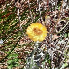 Coronidium monticola (Mountain Button Everlasting) at Munyang, NSW - 24 Feb 2024 by MB
