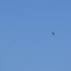 Falco cenchroides (Nankeen Kestrel) at Munyang, NSW - 25 Feb 2024 by MB