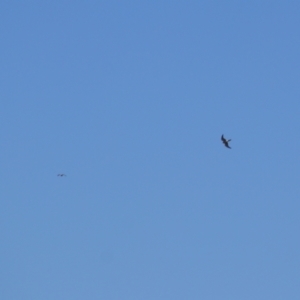 Falco cenchroides at Kosciuszko National Park - 25 Feb 2024