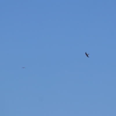 Falco cenchroides (Nankeen Kestrel) at Kosciuszko National Park - 25 Feb 2024 by MB