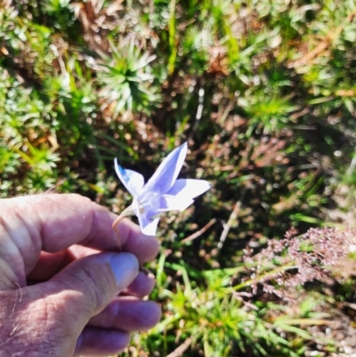 Wahlenbergia ceracea (Waxy Bluebell) at Munyang, NSW - 24 Feb 2024 by MB