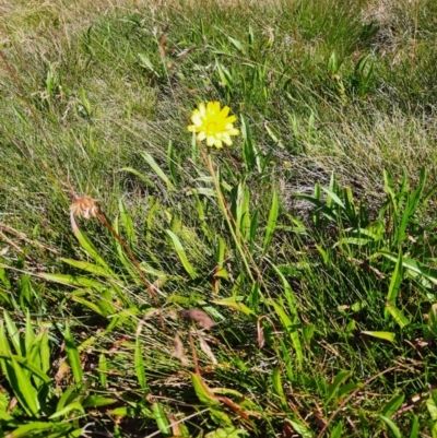 Microseris lanceolata (Yam Daisy) at Munyang, NSW - 24 Feb 2024 by MB