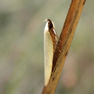 Scieropepla polyxesta at Mount Painter - 20 Feb 2024 07:46 AM