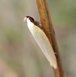 Scieropepla polyxesta at Mount Painter - 20 Feb 2024 07:46 AM