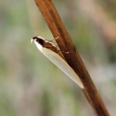 Scieropepla polyxesta at Mount Painter - 20 Feb 2024 07:46 AM