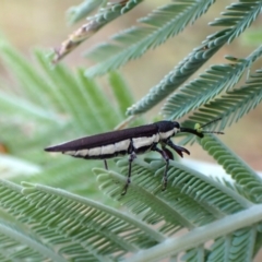 Rhinotia suturalis (Belid weevil) at Mount Painter - 19 Feb 2024 by CathB