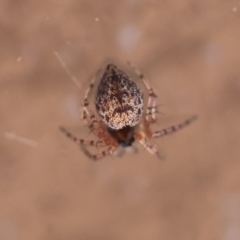 Unidentified Other web-building spider at Hughes, ACT - 25 Feb 2024 by LisaH