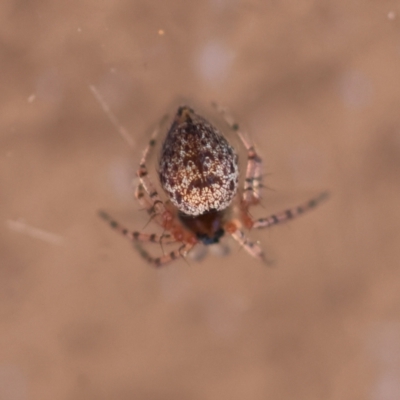 Unidentified Other web-building spider at Hughes, ACT - 25 Feb 2024 by LisaH