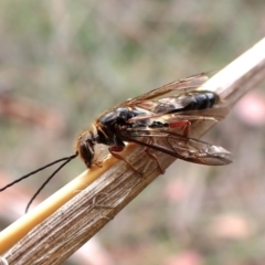 Eirone sp. (genus) (A flower wasp) at Mount Painter - 19 Feb 2024 by CathB