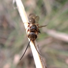 Eirone sp. (genus) at Mount Painter - 20 Feb 2024