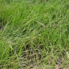 Microlaena stipoides (Weeping Grass) at Hawker, ACT - 23 Feb 2024 by sangio7