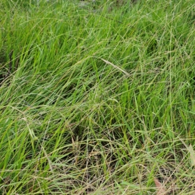 Microlaena stipoides (Weeping Grass) at The Pinnacle - 23 Feb 2024 by sangio7