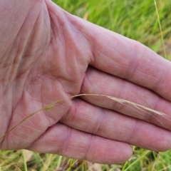 Microlaena stipoides at The Pinnacle - 24 Feb 2024 09:43 AM