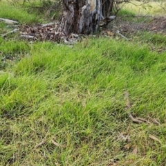 Microlaena stipoides at The Pinnacle - 24 Feb 2024