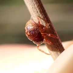 Nicodamidae (family) at Mount Painter - 19 Feb 2024 by CathB