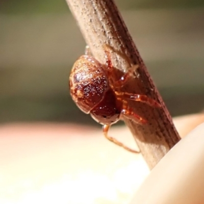 Unidentified Other hunting spider at Mount Painter - 19 Feb 2024 by CathB