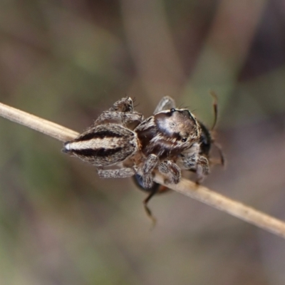 Maratus scutulatus (A jumping spider) at Cook, ACT - 19 Feb 2024 by CathB