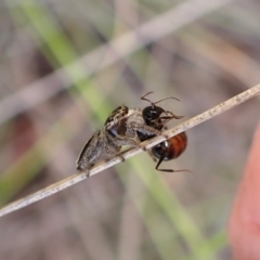 Maratus scutulatus at Mount Painter - 20 Feb 2024