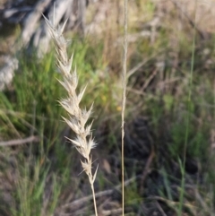 Rytidosperma sp. (Wallaby Grass) at Hawker, ACT - 23 Feb 2024 by sangio7