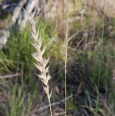 Rytidosperma sp. (Wallaby Grass) at The Pinnacle - 23 Feb 2024 by sangio7
