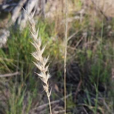 Rytidosperma sp. (Wallaby Grass) at The Pinnacle - 24 Feb 2024 by sangio7