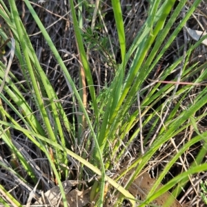 Rytidosperma sp. at The Pinnacle - 24 Feb 2024