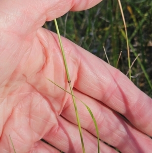 Rytidosperma sp. at The Pinnacle - 24 Feb 2024