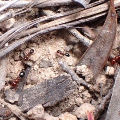 Melophorus sp. (genus) (Furnace ant) at Cook, ACT - 19 Feb 2024 by CathB