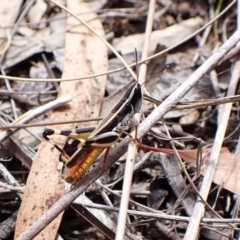 Macrotona australis (Common Macrotona Grasshopper) at Cook, ACT - 20 Feb 2024 by CathB