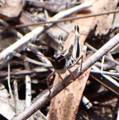 Macrotona australis at Mount Painter - 20 Feb 2024 02:46 PM