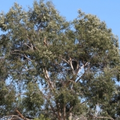 Corymbia maculata (Spotted Gum) at Federation Hill - 24 Feb 2024 by KylieWaldon