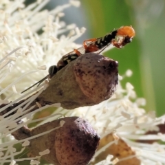 Unidentified Flower wasp (Scoliidae or Tiphiidae) at Federation Hill - 24 Feb 2024 by KylieWaldon