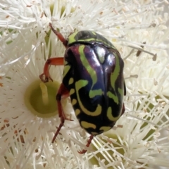 Eupoecila australasiae (Fiddler Beetle) at Wodonga - 24 Feb 2024 by KylieWaldon