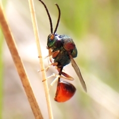 Eucharitidae (family) (Unidentified ant-parasite wasp) at Cook, ACT - 19 Feb 2024 by CathB