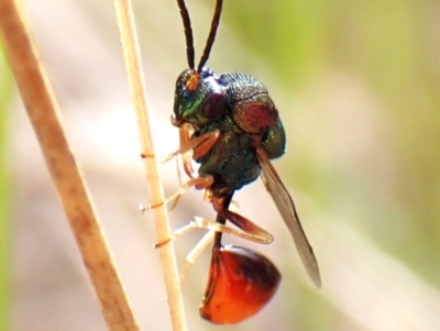 Eucharitidae (family) (Unidentified ant-parasite wasp) at Mount Painter - 19 Feb 2024 by CathB