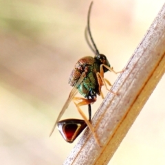 Eucharitidae (family) at Mount Painter - 19 Feb 2024