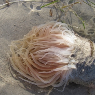 Unverified Anemone, Jellyfish or Comb Jelly (Cnidaria, Ctenophora) at Broome, WA - 10 Aug 2010 by MB