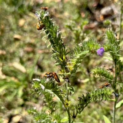 Agonoscelis rutila (Horehound bug) at Namadgi National Park - 24 Feb 2024 by KMcCue