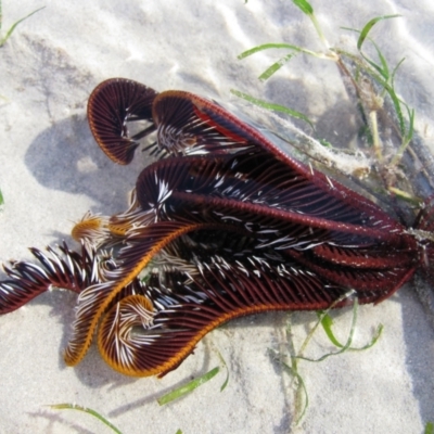Unverified Marine Invertebrate at Broome, WA - 10 Aug 2010 by MB