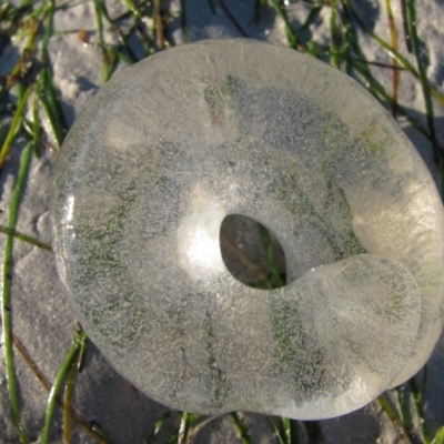 Unidentified Sea Snail or Limpet (Gastropoda) at Broome, WA - 10 Aug 2010 by MB