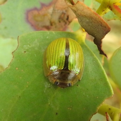 Paropsisterna hectica (A leaf beetle) at Kosciuszko National Park - 21 Feb 2024 by HelenCross