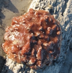 Unidentified Crab, Prawn, Barnacle (Crustacea) at Broome, WA - 10 Aug 2010 by MB