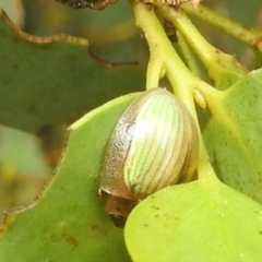 Paropsisterna hectica (A leaf beetle) at Kosciuszko National Park - 21 Feb 2024 by HelenCross