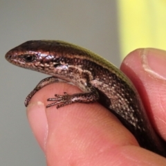 Unidentified Skink at Guildford, TAS - 21 Jan 2024 by AndyRoo