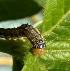 Lepidoptera unclassified IMMATURE moth at Theodore, ACT - 26 Feb 2024 by Cardy